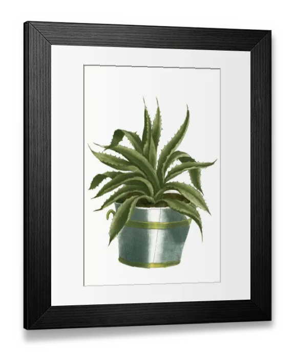 Framed Print : Aloe africana serrata flore rubro Framed Print : Aloe africana serrata flore rubro