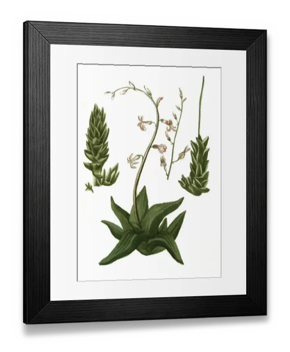 Framed Print : Aloe americana hyacinthi flore Framed Print : Aloe americana hyacinthi flore