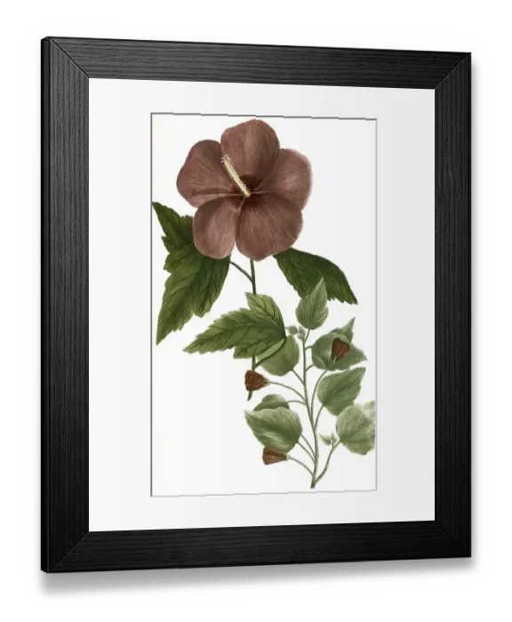 Framed Print : Althaea arborescens, Marshmallow Framed Print : Althaea arborescens, Marshmallow