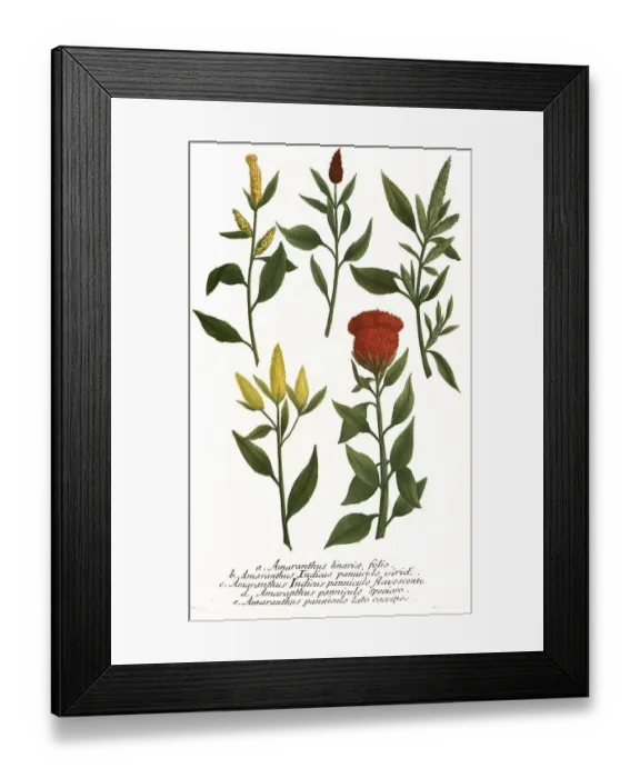 Framed Print : linariae, indicus panniculo, indicus panniculo (flavescente) Framed Print : linariae, indicus panniculo, indicus panniculo (flavescente)