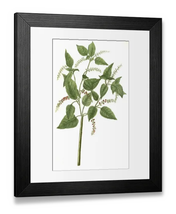Framed Print : Baccifer circea folio, Amaranth (Amaranthus) Framed Print : Baccifer circea folio, Amaranth (Amaranthus)