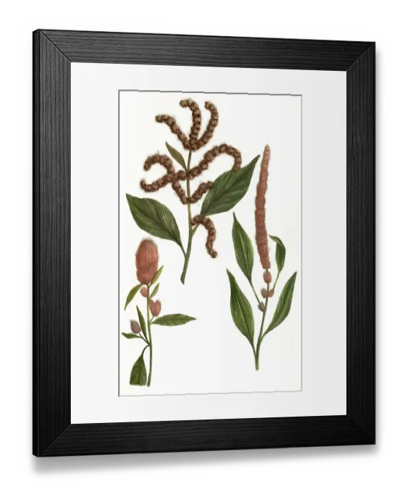 Framed Print : Rubrum, purpureus, amaranth (Amaranthus) flore saturate rubro Framed Print : Rubrum, purpureus, amaranth (Amaranthus) flore saturate rubro