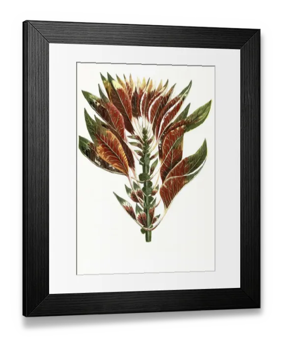 Framed Print : Tricolor luteus ruber virdis, Centaury Framed Print : Tricolor luteus ruber virdis, Centaury