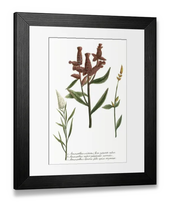 Framed Print : cristatus, minor panniculis (linaria) Framed Print : cristatus, minor panniculis (linaria)
