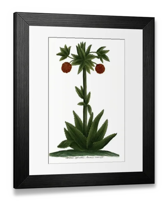 Framed Print : Pineapple silvestris, Pineapple sauvage