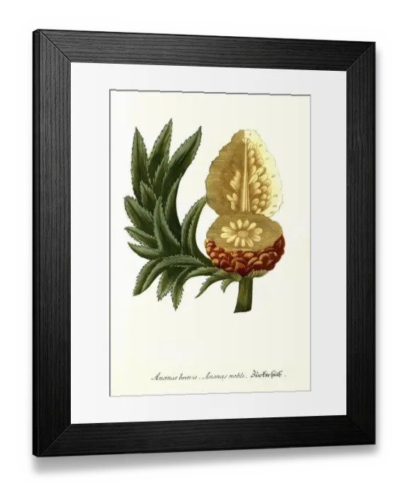 Framed Print : Pineapple brava, pineapple noble