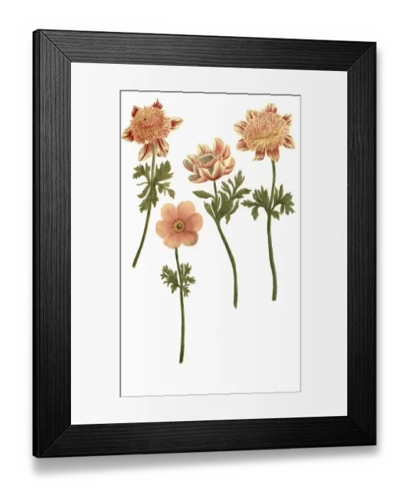 Framed Print : Broad leaved anemone (Anemone hortensis) semiplena