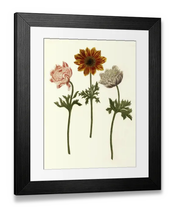 Framed Print : Anemone plena flore purpurea, Anemone hortenisis flore rubro Framed Print : Anemone plena flore purpurea, Anemone hortenisis flore rubro