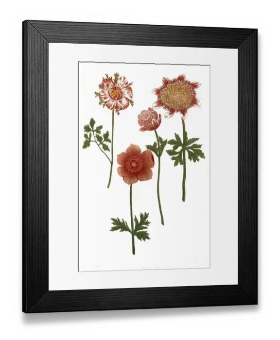 Framed Print : Anemone plena, Anemonme plena flore rubro