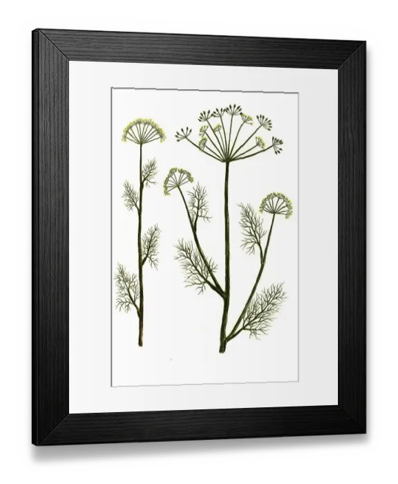 Framed Print : Anethum and Anethum pernambuccanum