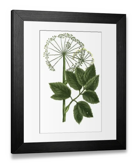 Framed Print : Angelica sativa, Angelica, Historical