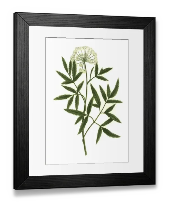 Framed Print : Angelica palustris, Marsh angelica