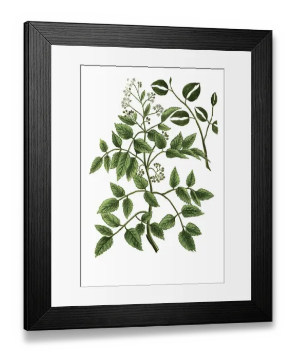 Framed Print : Angelica baccifera Canadensis, Canadian angelica Framed Print : Angelica baccifera Canadensis, Canadian angelica
