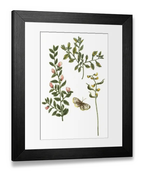 Framed Print : Anonis purpurea, Anonis non-spinosa Framed Print : Anonis purpurea, Anonis non-spinosa