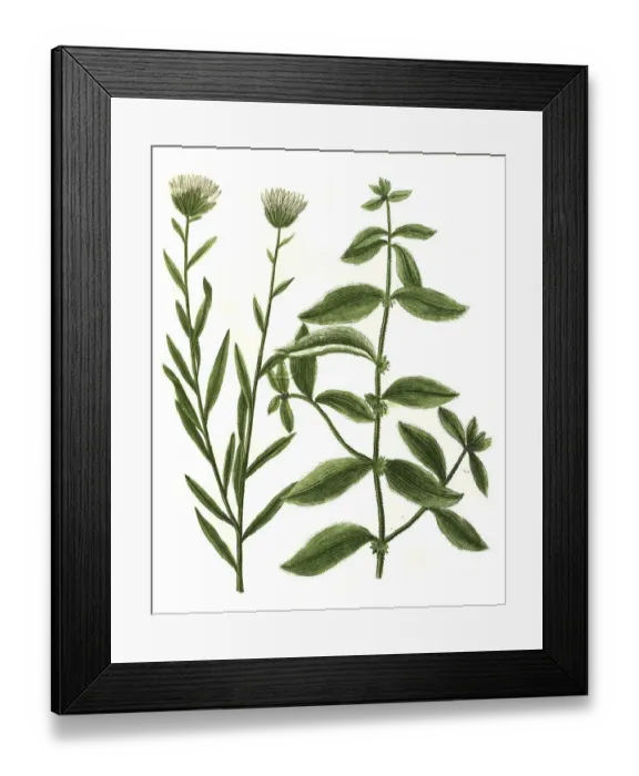 Framed Print : Aparine major, Burdock ragwort and Aphyllantes globularis (Scabiosa)