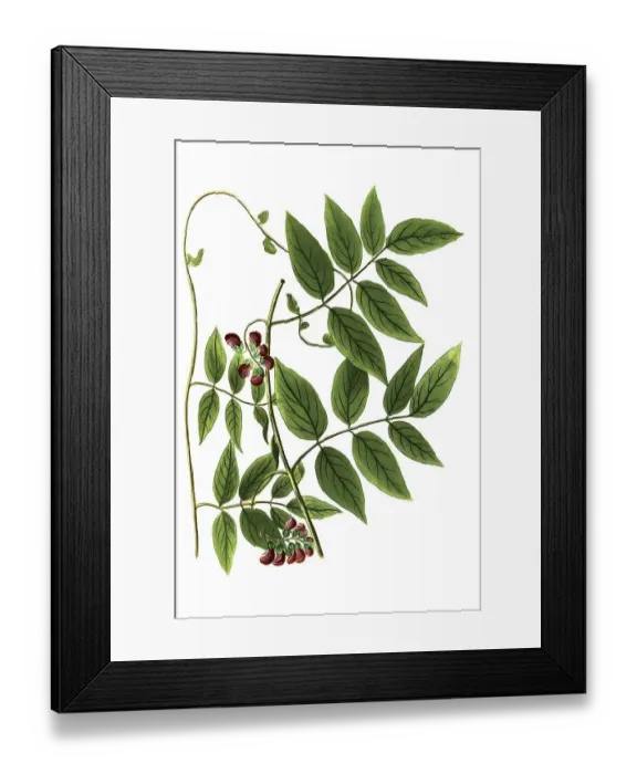 Framed Print : Apios americana ischas, Earth pear Framed Print : Apios americana ischas, Earth pear