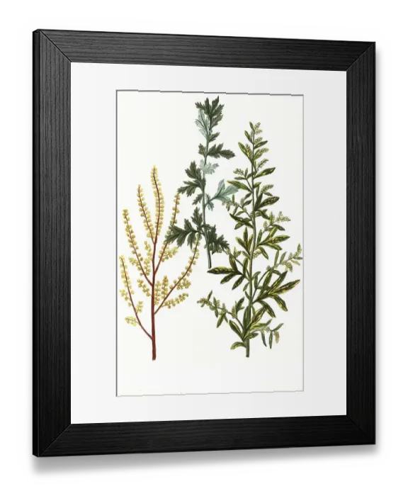 Framed Print : Artemisia caule purpurascente and Artemisia picta Framed Print : Artemisia caule purpurascente and Artemisia picta