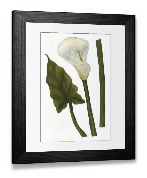 Framed Print : Arum aethiopicum flore altero alteri innato Framed Print : Arum aethiopicum flore altero alteri innato