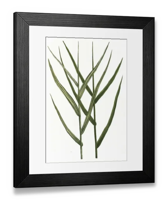 Framed Print : Arundo pratensis and Arundo pratensis variegata