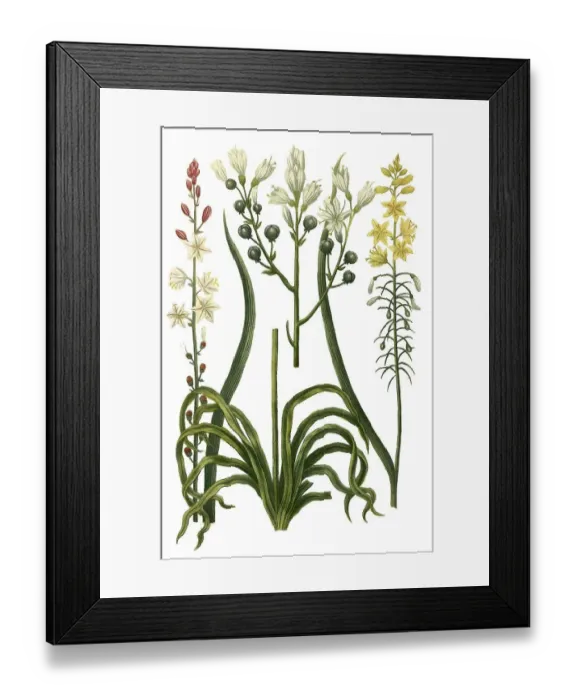 Framed Print : Ramosus, Asphodelus albus minor