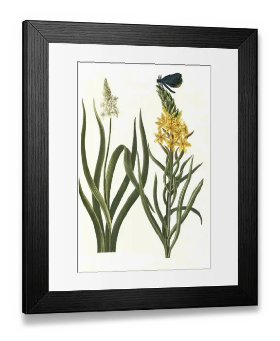Framed Print : Folio iridis, Asphodelus luteus major