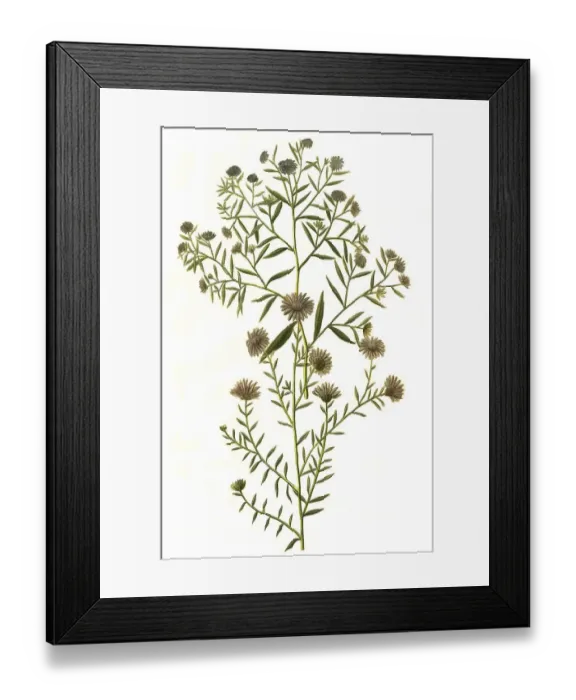 Framed Print : Aster angustifolius serotinus canadensis flore caeruleo and Aster ramosus tenuifolius flore minore violaceo