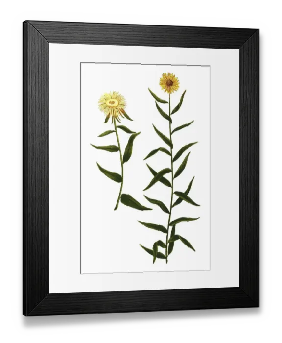 Framed Print : Aster montanus luteus salicis glabro folio and Aster atticus foliis floram mollioribus