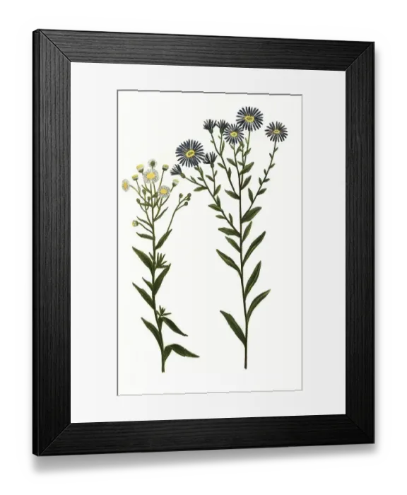 Framed Print : Aster ramosus canadensis flore caeruleo and Aster flore chamomillae Framed Print : Aster ramosus canadensis flore caeruleo and Aster flore chamomillae