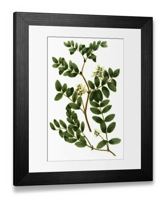 Framed Print : Glaux vulgaris, and Astragalus luteus perennis