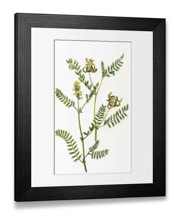 Framed Print : Laguninosus and Astragalus siliqua curva Framed Print : Laguninosus and Astragalus siliqua curva