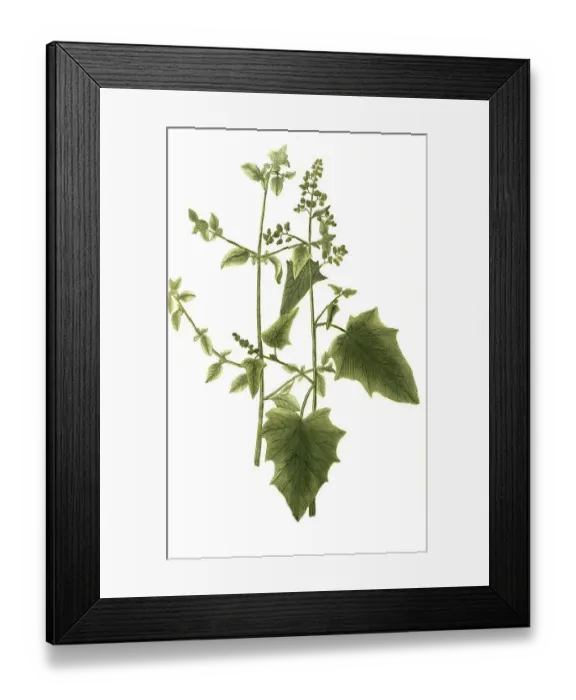 Framed Print : Atriplex foetida seu vulvaria, Stinky Melde and Atriplex pes anserinus dictu Framed Print : Atriplex foetida seu vulvaria, Stinky Melde and Atriplex pes anserinus dictu