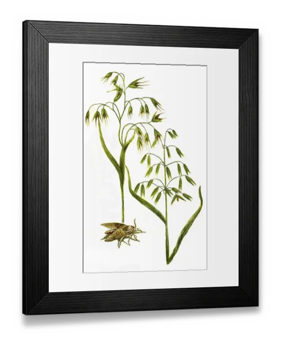 Framed Print : Vulgaris alba, oat (Avena) and Avena nigra Framed Print : Vulgaris alba, oat (Avena) and Avena nigra
