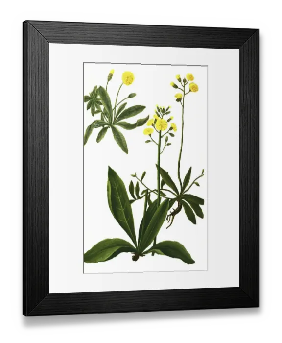 Framed Print : Auricula muris, lesser hawkweed