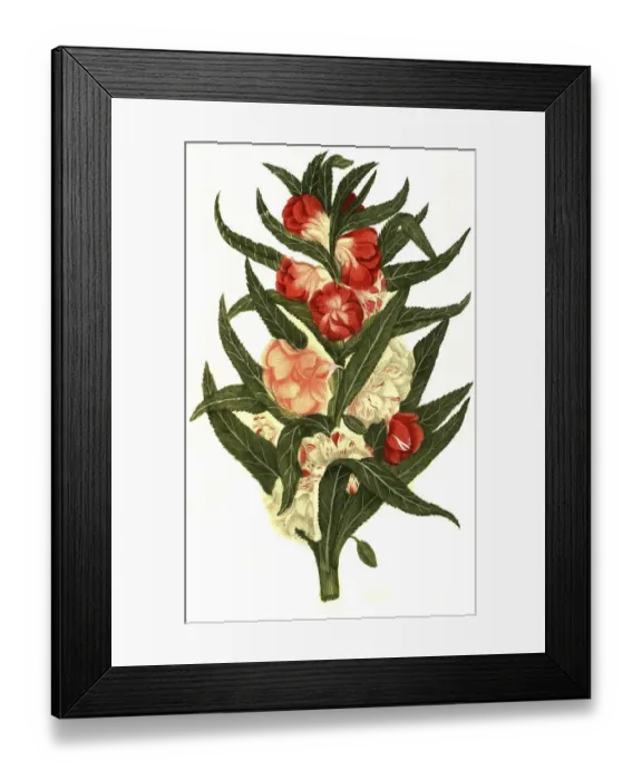 Framed Print : Balsamine foemina flore pleno colore mixto