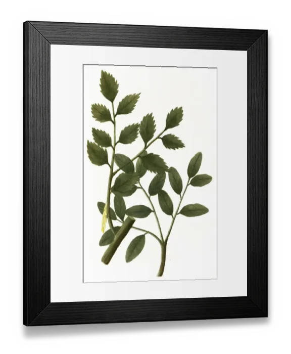 Framed Print : Balsamina peruviani arbuscula and Balsami tolutanus arbuscula