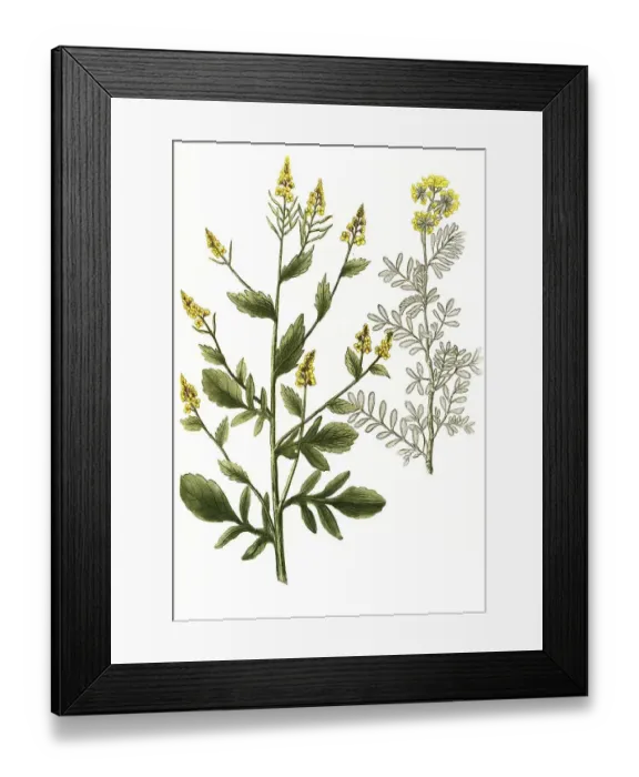 Framed Print : Barba Jovis, Silver Bush, Historic