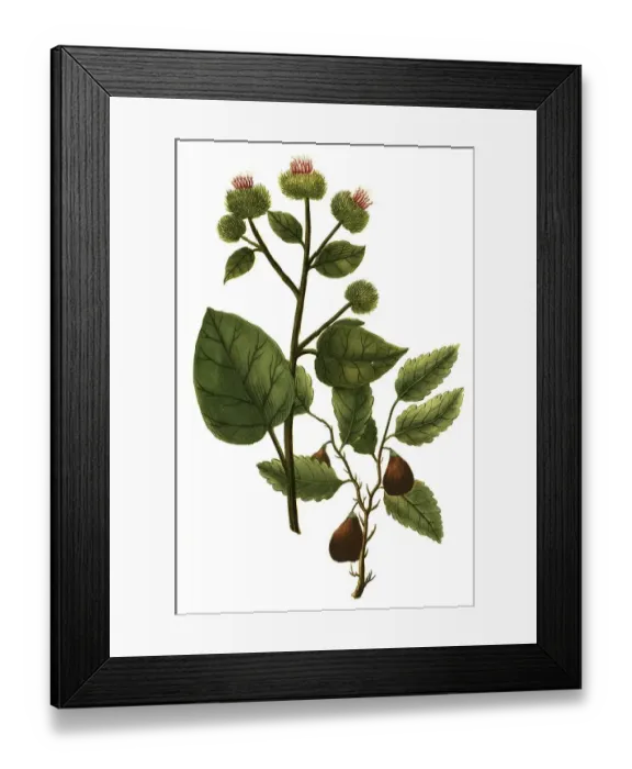 Framed Print : Bardana major folio non serrato Framed Print : Bardana major folio non serrato