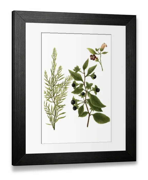 Framed Print : Bella dona, Black Belladonna, Atropa belladonna and Bella vedere seu scoparia Framed Print : Bella dona, Black Belladonna, Atropa belladonna and Bella vedere seu scoparia