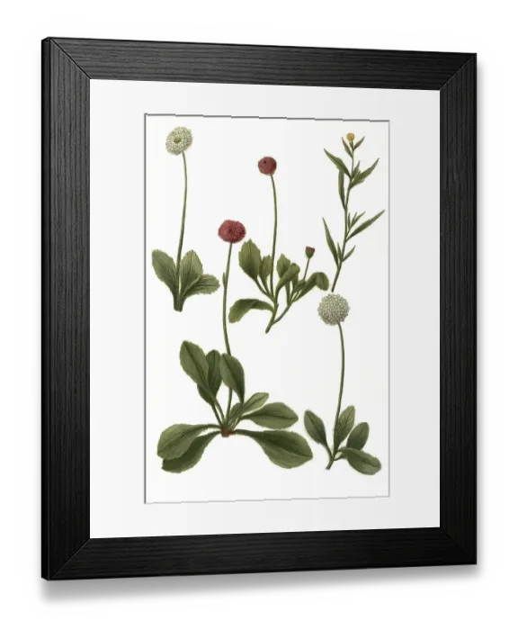 Framed Print : Minor flore albo pleno serratifolia and Bellis hortensis flore pleno albo folio non serrato