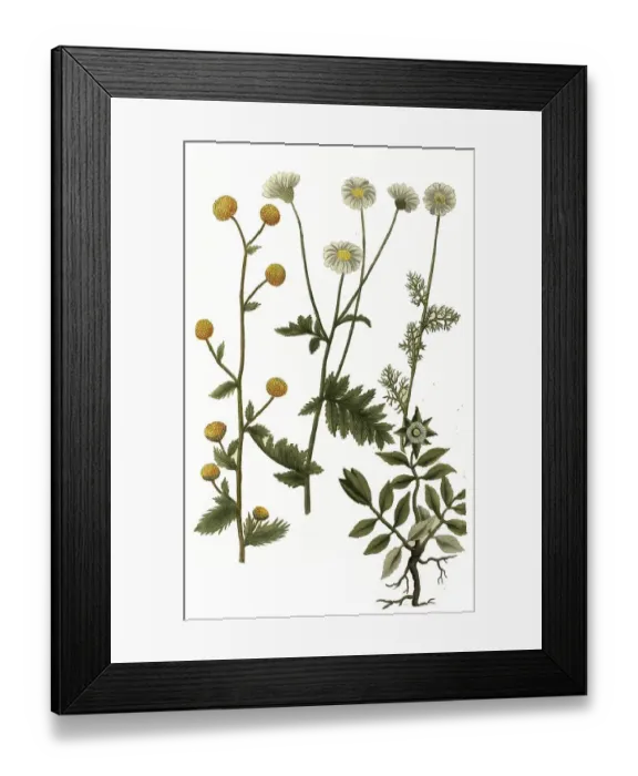 Framed Print : Bellis leucanthema tanaceti foliis and Bellis spinosa cretica and eastern woolly lemur (orientalis)