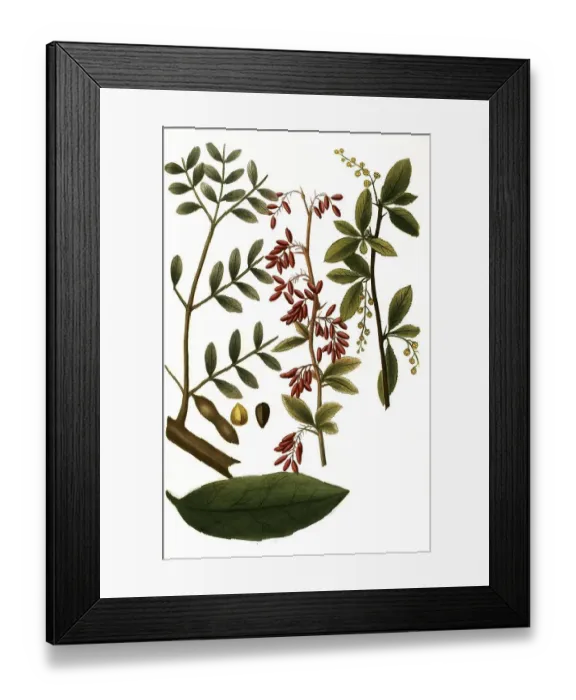 Framed Print : Benzoiniferum folium and Berberis