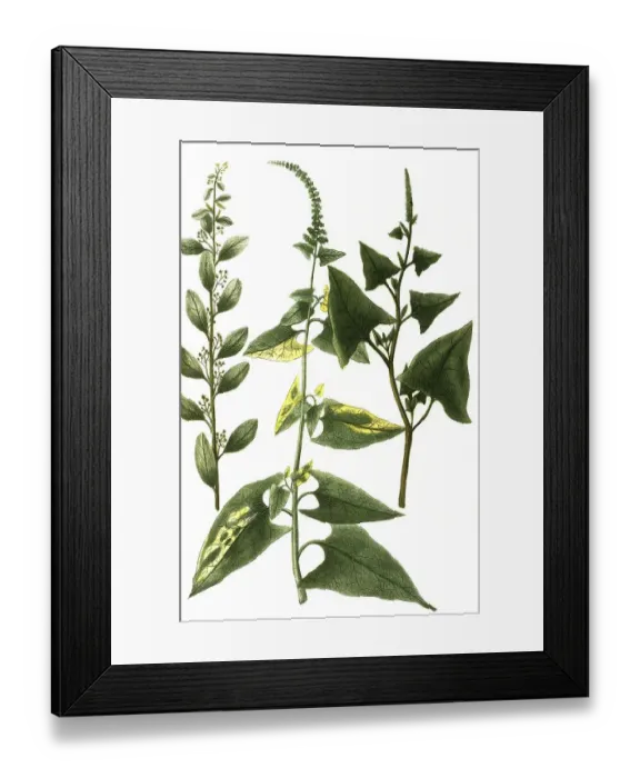 Framed Print : Blitum polyspermon dictum, Proud Henry Framed Print : Blitum polyspermon dictum, Proud Henry