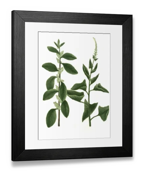 Framed Print : Blitum bonus hendricus foliis glabris Framed Print : Blitum bonus hendricus foliis glabris