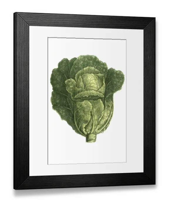 Framed Print : White mustard (Brassica alba) vel viridis Framed Print : White mustard (Brassica alba) vel viridis