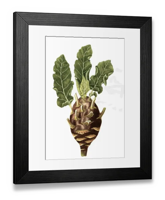 Framed Print : Rapocaulis dicta, Brassica rapa