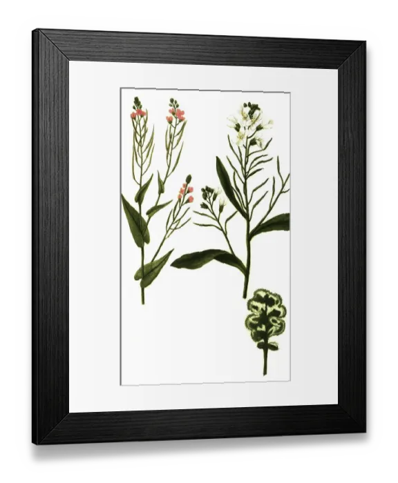 Framed Print : Virescens, green cabbage (Brassica) vel viridis variegata