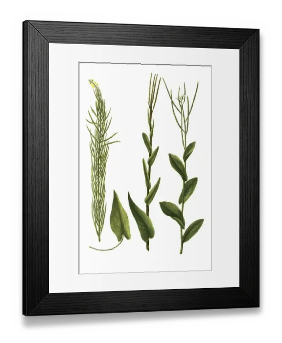 Framed Print : Sylvestris turritis, stem cabbage (Brassica) (Arabis) turrita and Brassica sylvestris ramosa maxima tota glabra