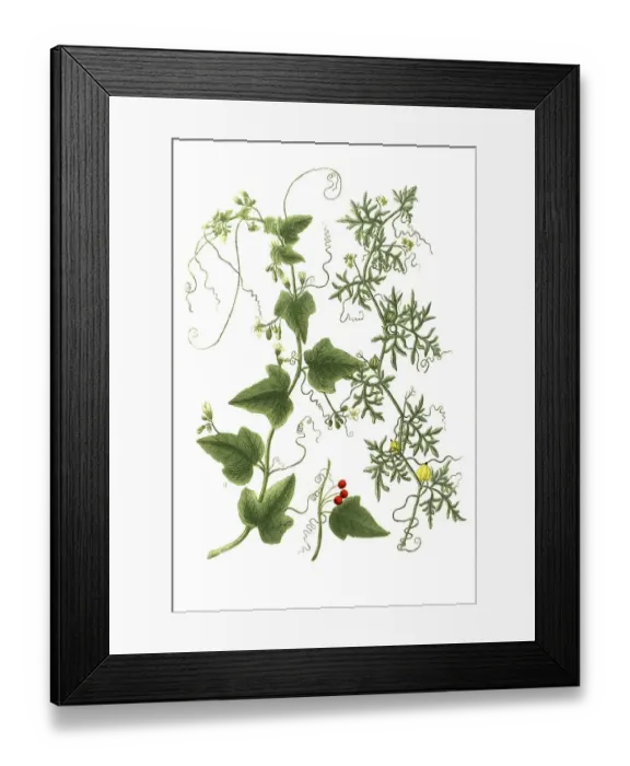 Framed Print : Bryonia alba, white fence-beet