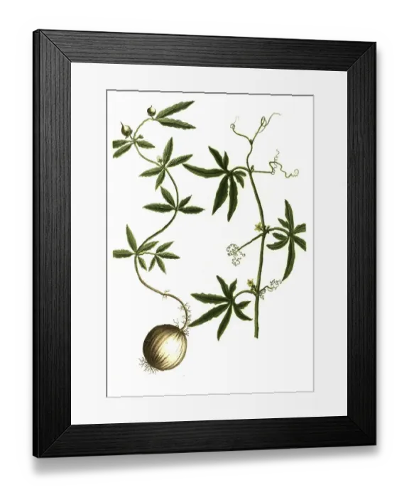 Framed Print : Bryonia sideritidis folio flore caeruleo and Bryonia ceylanica foliis profunde laciniatis