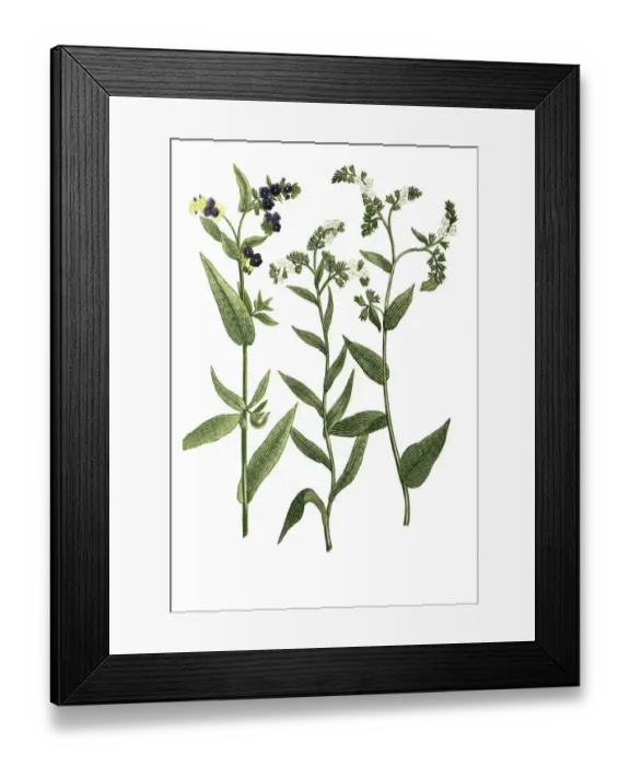 Framed Print : Buglossum angustifolium flore albo and Buglossum vulgare and Buglossum vulgare flore albo